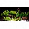 Aquarienpflanzen Zooplant...