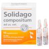 Solidago compositum ad us