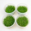 In Vitro Cup Eleocharis a